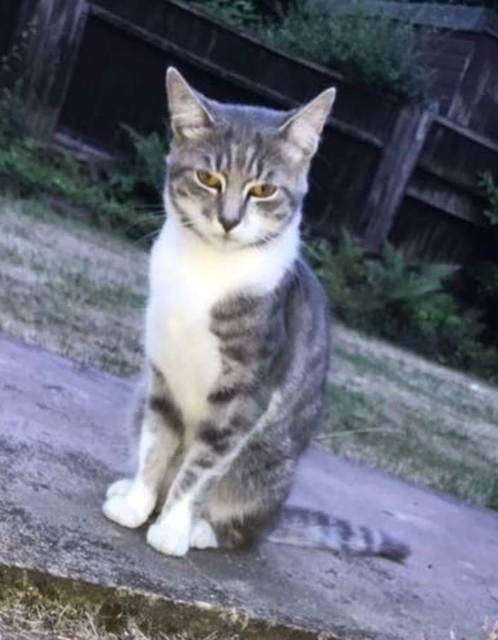 CovCPLostFound's tweet photo. MISSING CAT
Male cat “ Toby “ missing from CV6 (Courthouse Green) area since Saturday 18th November 2017. 
Ref: message Ellie
#cats #catsprotection #MissingCat #MissingPets #lostcats #LostPets #foundcats #foundpets #lovecats #catsmatter #Coventry https://t.co/U0VKCUwIQb