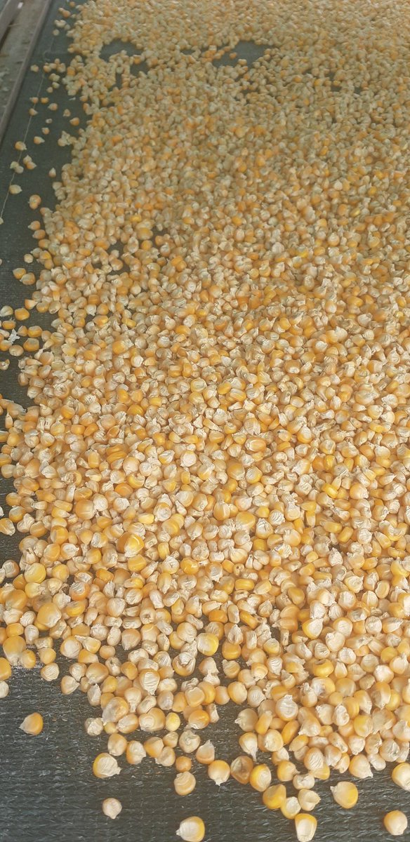 Tanzania's National Food Fortification Alliance (NFFA)  platform says  PVA maize farmers to brace themselves for more seeds in the coming  2018/2019. At least 140 hacres of  517 and 519   PVA  maize varieties are being prepared and will be avilable