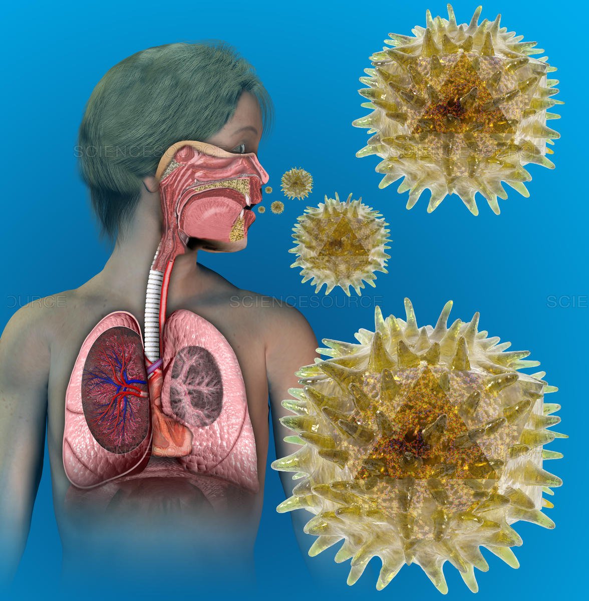 Micropathogene2's tweet image. #OpenAccessWeek #OAWeek #OctoberFest #rhinovirus More than any other illness, rhinoviruses are associated with the common cold. Rhinoviruses may also cause some sore throats, ear #infections, sinus infections, and to a lesser degree, pneumonia and bronchiolitis #TuesdayThoughts