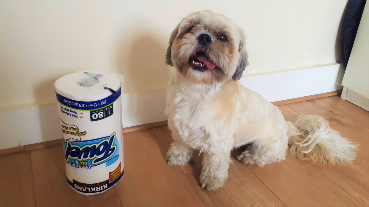 For scale: Lucky (right) and an extra-large kitchen roll (left).