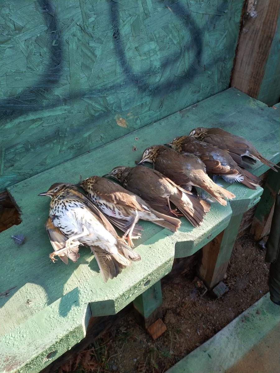 09/10/2018 Primer golpecito de malviz que hemos tenido por Gipuzkoa interior y norte Navarra, hay mucha malviz en Las Landas que esperamos arranquen los próximos días