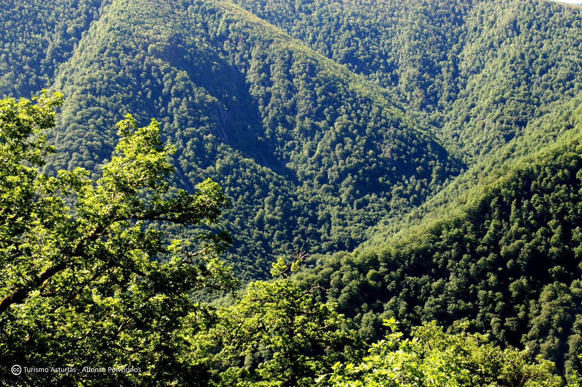 TurismoAsturias's tweet photo. Guía para visitar el mejor robledal de España... Bosque de Muniellos https://t.co/e71vazaYEN vía @cabonorteblog https://t.co/q6I85cWCLr