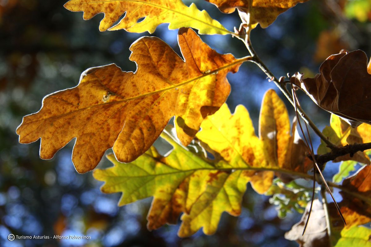 Guía para visitar el mejor robledal de España... Bosque de Muniellos ow.ly/jaaJ30m8DKR vía <a href="/cabonorteblog/">cabonorteblog</a>