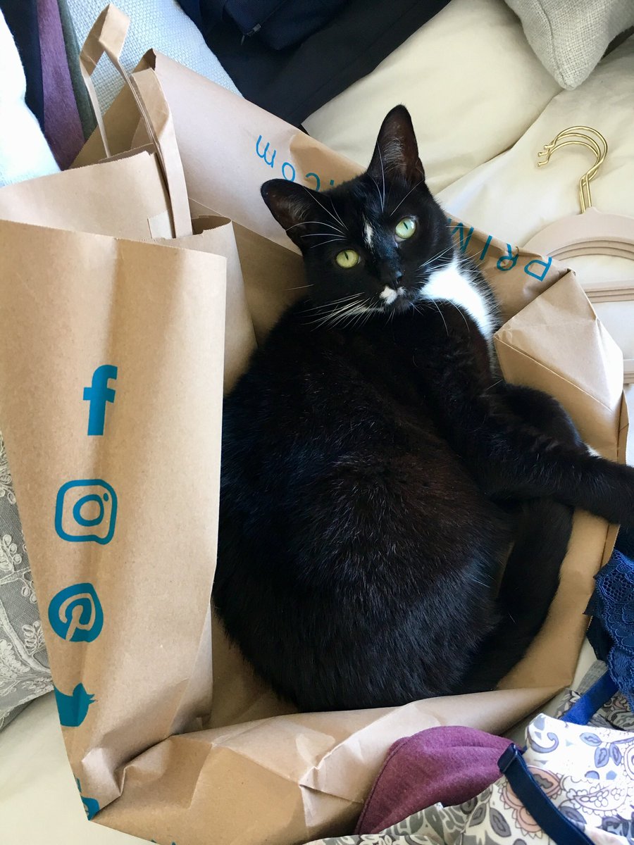 Snoochie_Booch's tweet photo. Love a @Primark bag we do. #TuxieTuesday #tuxieGang https://t.co/rNTPqYJSu0
