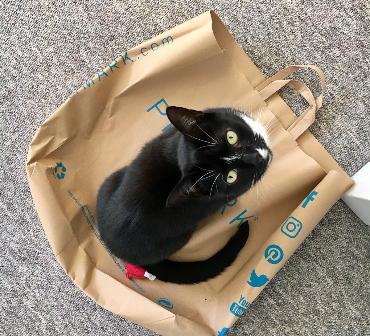 Snoochie_Booch's tweet photo. Love a @Primark bag we do. #TuxieTuesday #tuxieGang https://t.co/rNTPqYJSu0