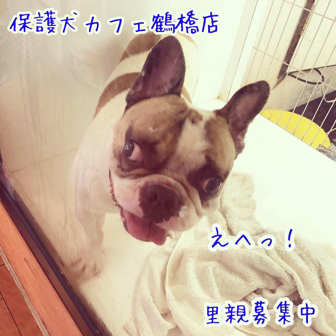 保護犬カフェ 鶴橋店 なかなか面会のお声もないビワ 強面で力は強く 体も大きいけど かわいい子なんですよ いぼ痔のようで 手術が必要と思われます 家族募集中です フレンチブルドッグ 犬 保護犬カフェ鶴橋店 里親募集