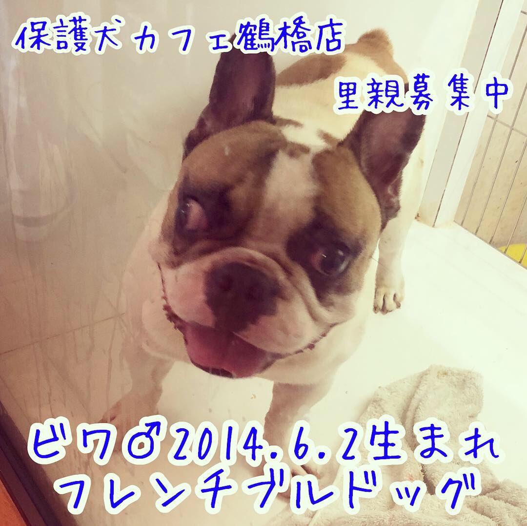 保護犬カフェ 鶴橋店 なかなか面会のお声もないビワ 強面で力は強く 体も大きいけど かわいい子なんですよ いぼ痔のようで 手術が必要と思われます 家族募集中です フレンチブルドッグ 犬 保護犬カフェ鶴橋店 里親募集