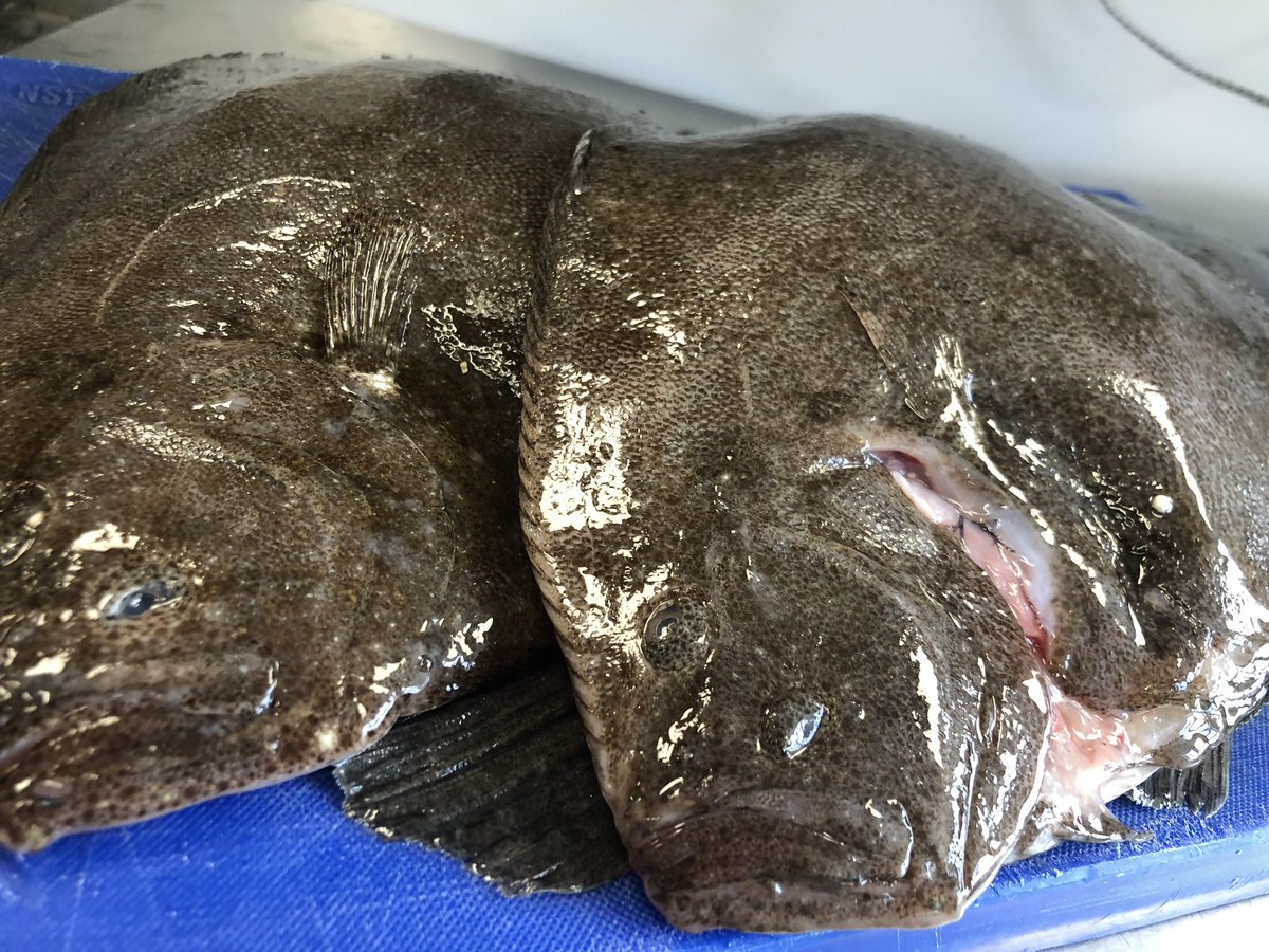 dean douglass (@dean_douglass) on Twitter photo Another beautiful delivery today <a href="/thebriardene/">The Briar Dene</a> from <a href="/HodgsonFish/">Hodgson Fish</a> and sorry to use the pun but these fish are BRILLiant 😂😂 seriously tho these guys providing the best fish going day in day out <a href="/Anthony040108/">Tony Wilson</a> hats off again #FreshOffTheBoat <a href="/MSCecolabel/">Marine Stewardship Council</a> #Sustainability Another beautiful delivery today <a href="/thebriardene/">The Briar Dene</a> from <a href="/HodgsonFish/">Hodgson Fish</a> and sorry to use the pun but these fish are BRILLiant 😂😂 seriously tho these guys providing the best fish going day in day out <a href="/Anthony040108/">Tony Wilson</a> hats off again #FreshOffTheBoat <a href="/MSCecolabel/">Marine Stewardship Council</a> #Sustainability