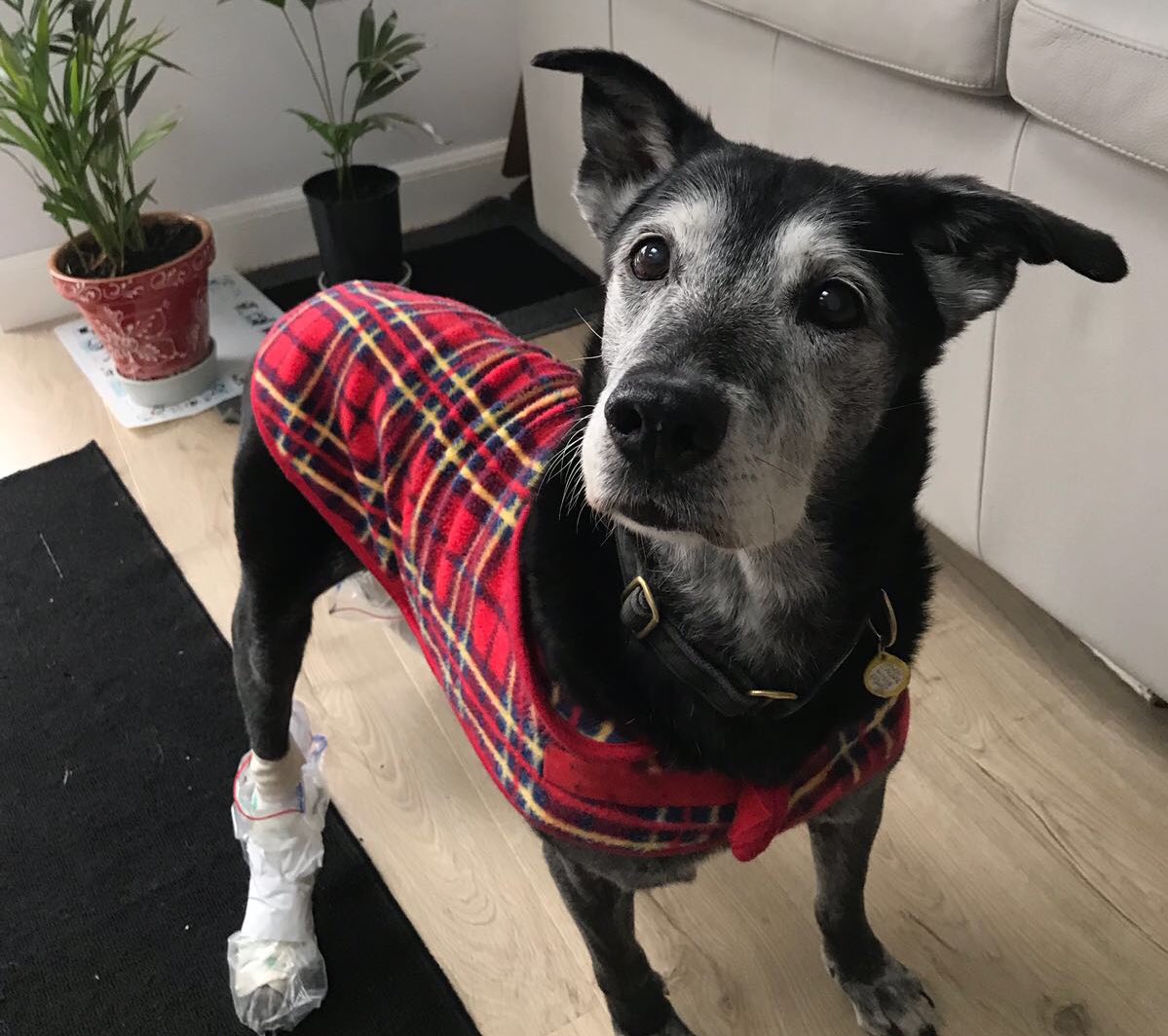 DT_WestCalder's tweet photo. #Vinnie our 15 year old has been living in a foster home before going off to his forever home!  Here he is enjoying the comfort and TLC of his foster home.  Could you help by offering a temporary home for a dog by becoming a Dogs Trust Foster Carer?  #HomeFromHome #FosterADog https://t.co/P8RJpjP2kz