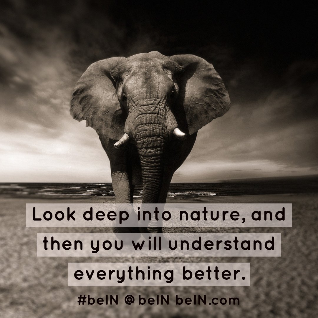 beIN_______'s tweet photo. "Look deep into nature, and then you will understand everything better."
#beIN @beIN https://t.co/3sGK3LLhZY #quote #quotes #inspiring #inspirational #nature https://t.co/ODkB59LQ4Q