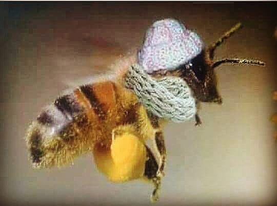 ApeFranceschell's tweet photo. #autumn #bee #beesqueen #flowers #nature #animal #protectanimal #savethebees #apicolturafranceschelli #theworldofbees https://t.co/DoIpwVVyjC