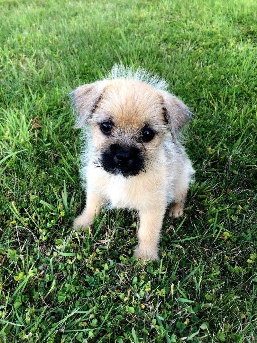 done deal dogs tipperary