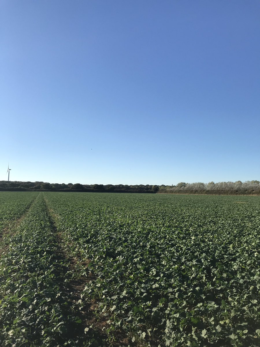 FarmFrinton's tweet image. Not worried about this OSR! Glad we drilled early. DK impressario @ 2.6kg/ha. #toobig?