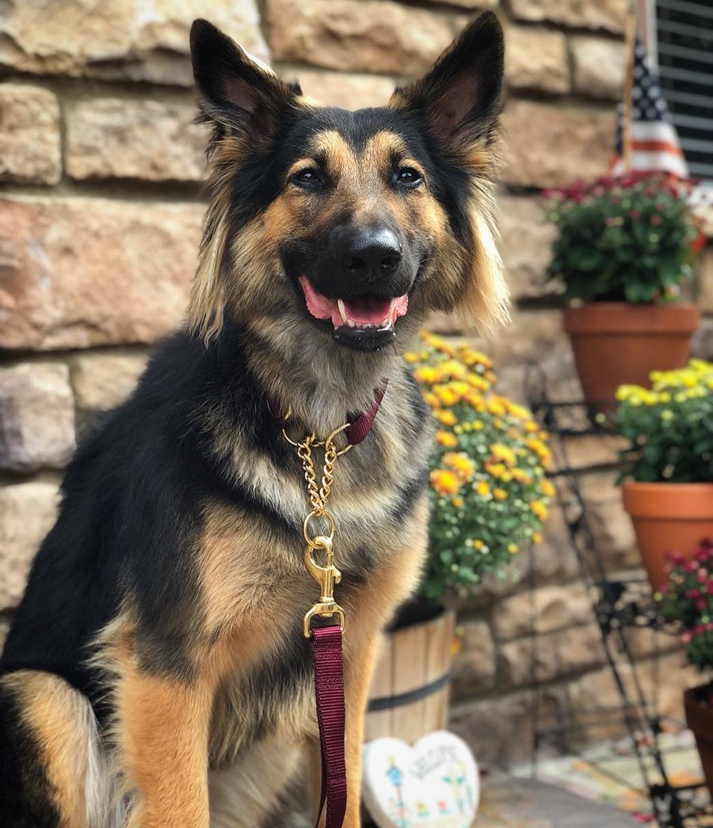 bonjourfido's tweet photo. Just the right amount of Burgundy bling✨ for Fall 🍂! (Custom solid martingale and traffic leash) #SolidCollection #DogCollar #Leash #dogs #puppy #gsd
Shop this look👉https://t.co/V0RtdWoiXz https://t.co/qZpqL8kYjn