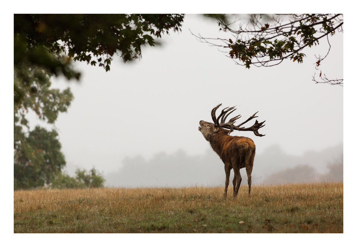 RichardPuncheon's tweet photo. So majestic.
Quality time searching out those stats on a very moody morning. https://t.co/NLuGCCbtmn