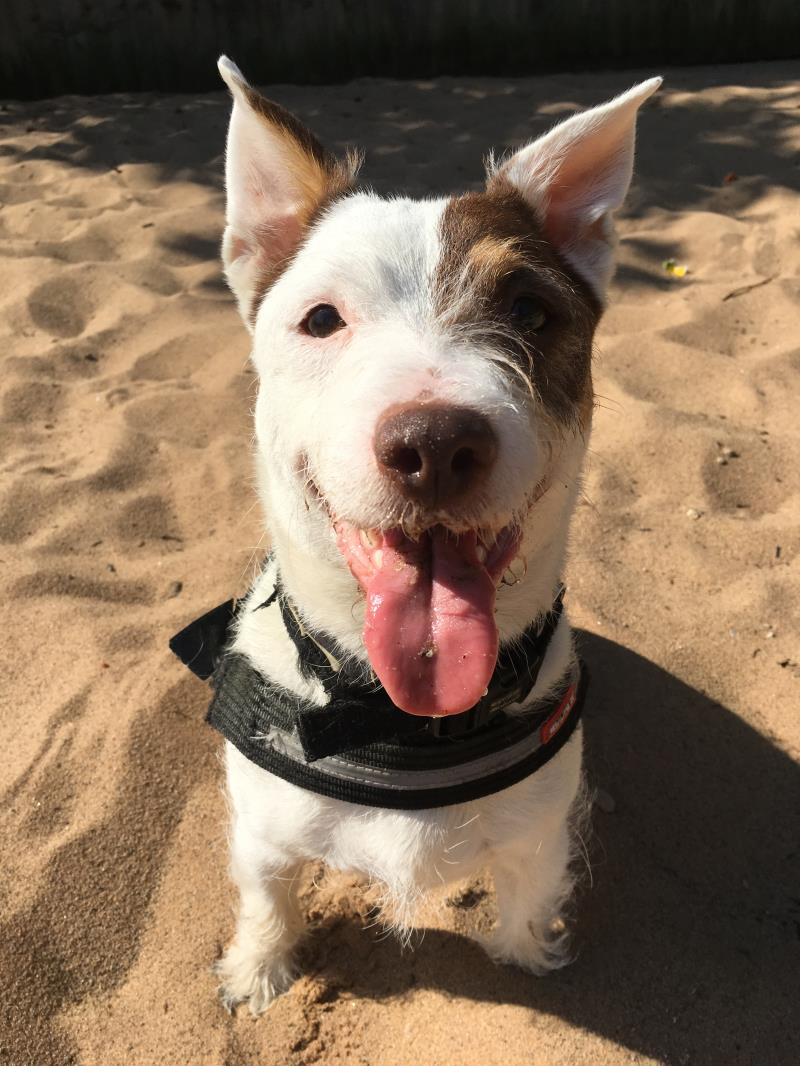 DogsTrust's tweet photo. Say hello to Aled 😛 a super smart &amp; sociable Jack Russell, looking for an active adult home with plenty of routine &amp; a secure garden to play fetch in 🎾 If you're searching for an adventurous sidekick visit @DT_MANCHESTER to meet him! https://t.co/hDF5xu61Fi #TongueOutTuesday https://t.co/f4yh8tgNSD