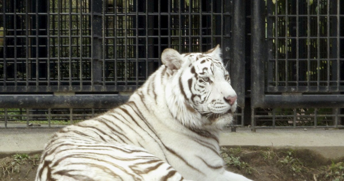 pressnational1's tweet image. (The Seattle Times) #Apparent white tiger attack kills keeper at #Japan zoo : TOKYO (AP) — Japanese police are investigating the death of a zookeeper killed in an apparent attack by a white tiger. Local police say 40-year-old .. storiesflow.com/10474281809/ap…