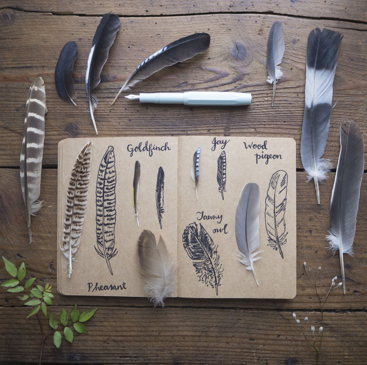 silverpebble's tweet image. OOOOOOOOH. Oh though, there's a tutorial for drawing feathers in #MakingWInter