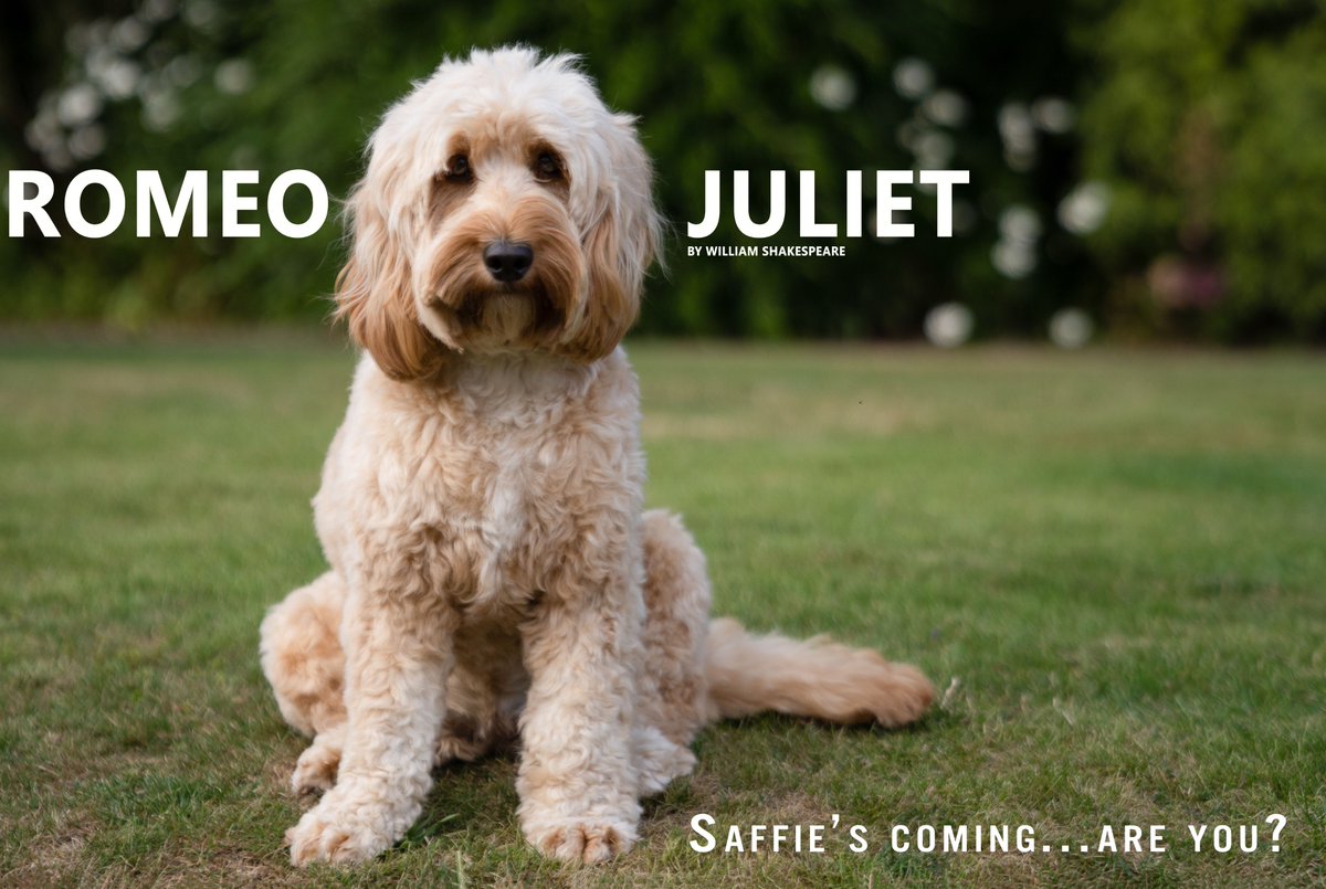 BoxLitTheatre's tweet photo. Our biggest fan says...BOOK NOW! October 25th-28th at @RosePlayhouse ...here's the link for more info and to book tickets: https://t.co/OMvlxN8WOu #cockapoo #london #shakespeare #romeoandjuliet #fringe #theatre #boxlit #beyondthebox #projection #bankside https://t.co/QBK4NDP4DP