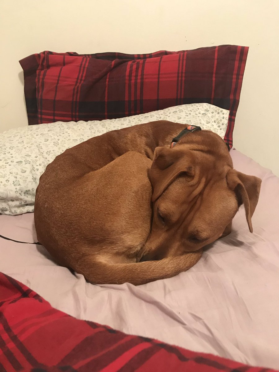 tickomusic's tweet photo. what kind of pretzel knot is this https://t.co/RdozaQoVed