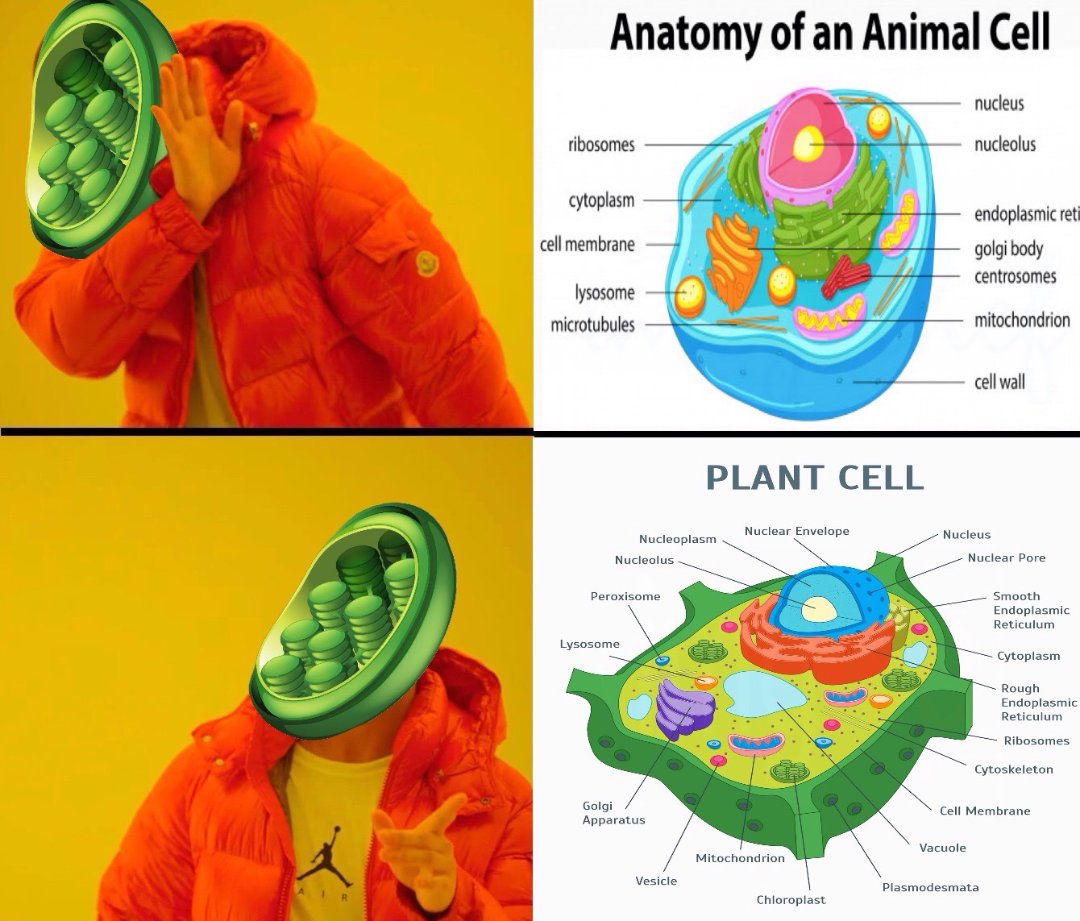 chloroplast in animal cell