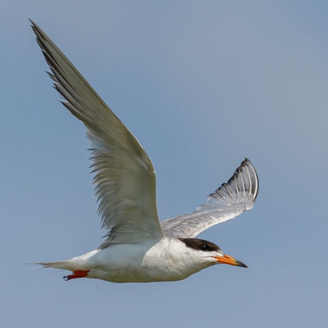 Butterflees's tweet photo. A Common Tern flying by in breeding plumage. #TernTuesday
.
.
.
#animalvegetablemineral #tern #commontern #blackcapped #orange #orangebill #bird #birds #seabirds #sealife #oceanlife #flying #soaring #wings #birdwatching #animal #animals #nature #wildlife… https://t.co/usEtsKuS40 https://t.co/qqfV928RAz