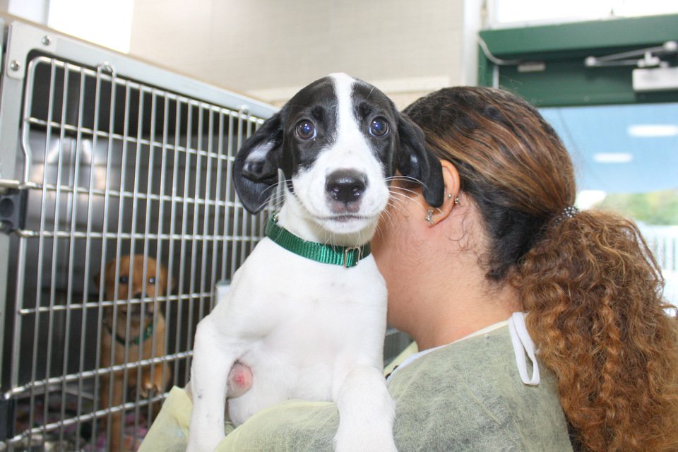 NEAnimalShelter's tweet image. Hey, guess what!  We have #puppies!  I know this because I am a Puppy!  Love Minnie...  neas.org   It's #AdoptADog month.