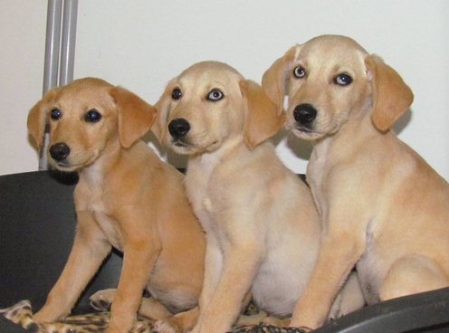 koblist's tweet photo. Three abandoned puppies were found in the middle of the Negev desert https://t.co/Jbrvp1CiRp https://t.co/RIwNLzP9kl