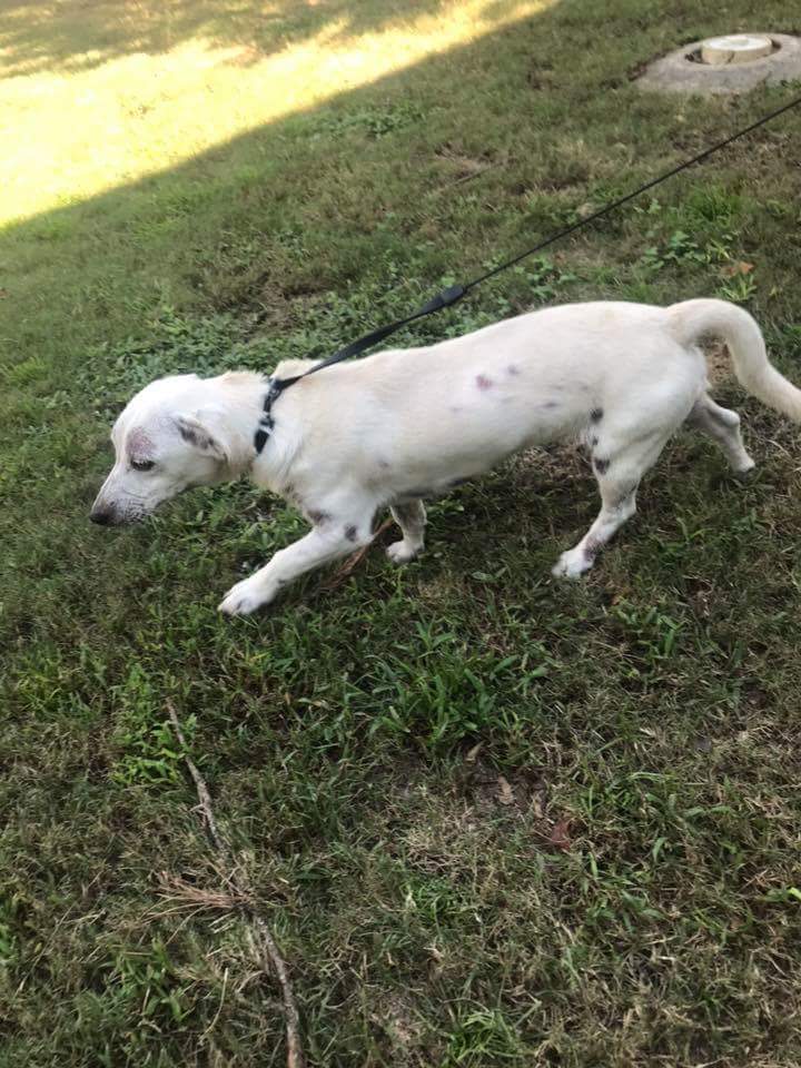 fosteringfoster's tweet photo. Ash and Birch are headed our way today from a high risk shelter where they were in danger of being euthanized.
Stay tuned!! We can't wait to show you their freedom pictures!
#fosteringfoster
#AdoptDontShop #seniordog #AdoptAShelterDogMonth #dog #jackrussellterrier https://t.co/7bUWOgY4Yf