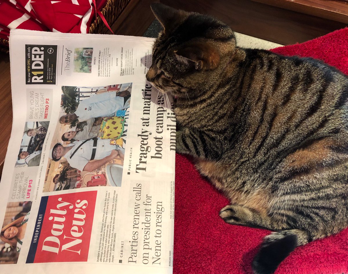 oysterbox's tweet photo. Our resident cat Skabenga made it to the Front Page of the Daily News!
.
.
.
.
#TheOysterBox #SafariBirthdayParty #PetFriendlyHotel #RedCarnationsHotels #RCHVips https://t.co/f9JDkJoixu
