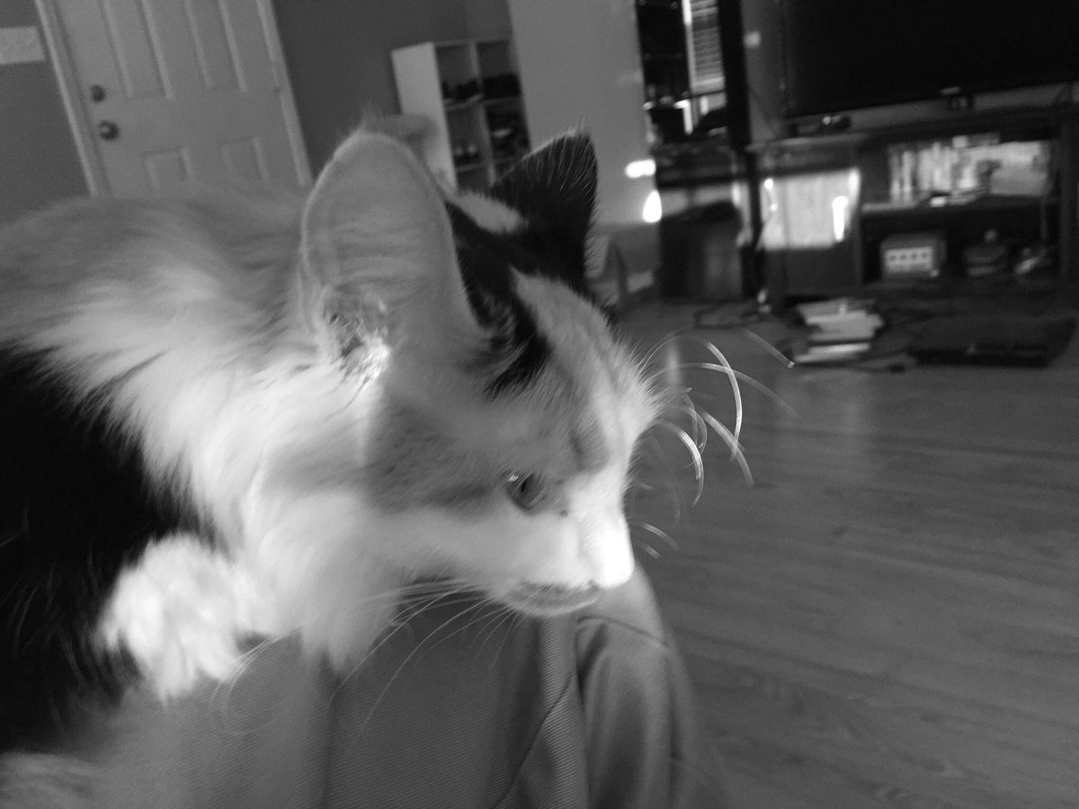 cat_victoria's tweet image. B&amp;amp;W Day 4

#CatsofTwitter #bwchallenge