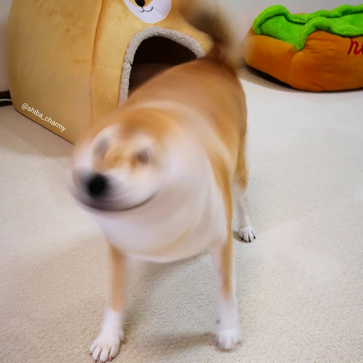 柴犬チャーミー 柴ドリル 誰だかわからない 柴犬 Shiba 柴犬チャーミー 柴ドリル 誰だかわからない 柴犬 Shiba