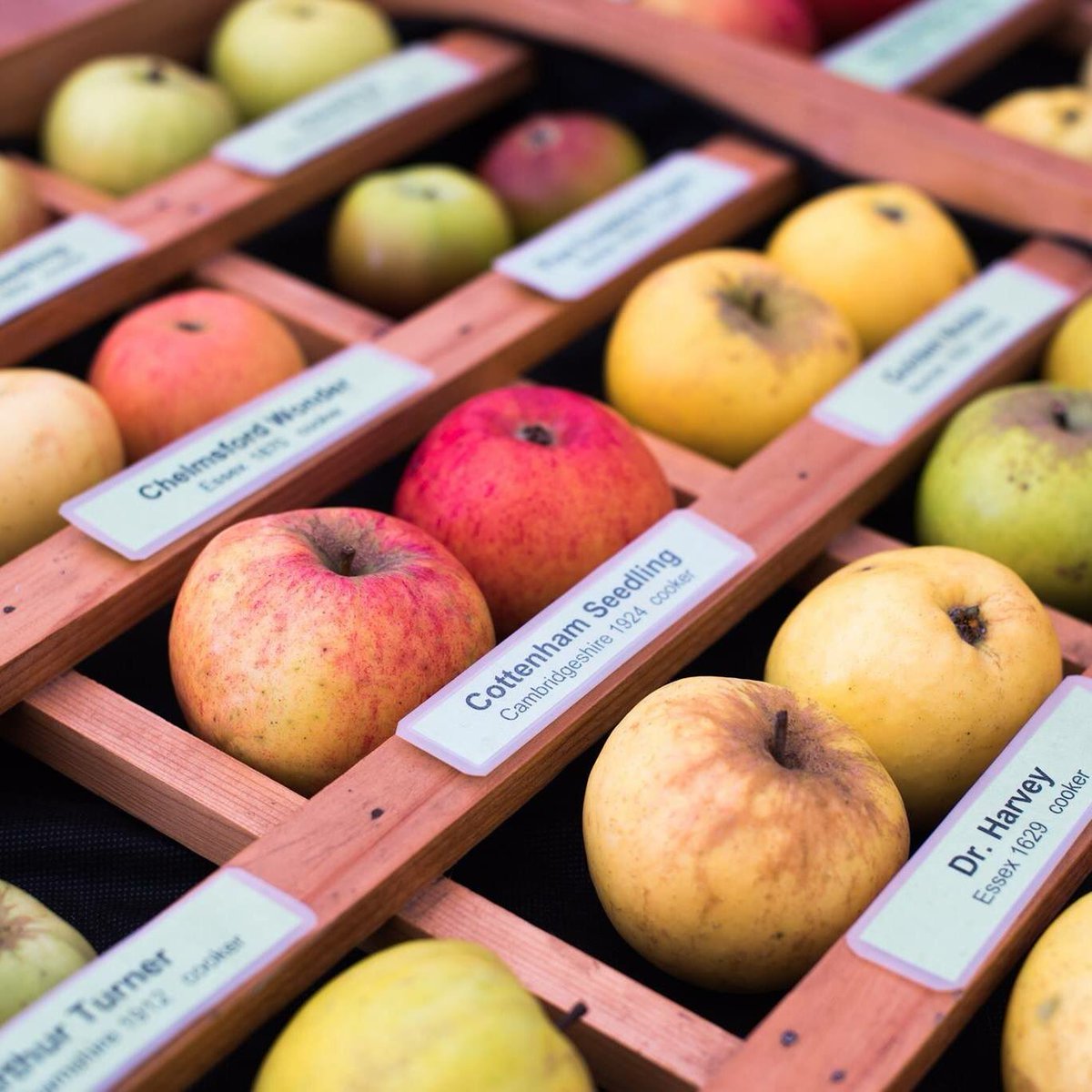 Apple Day <a href="/CUBotanicGarden/">Cam Botanic Garden</a> is at the core (😉) of our autumn season - Bramley Apple sauce on Chips anyone? See you next Sunday 21st October 🍏🍟🍎 #appleday #Cambridge