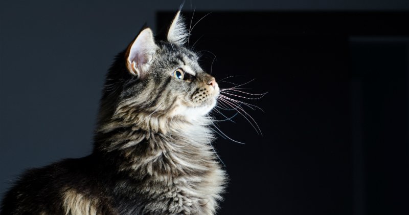 PetSafeFR's tweet photo. Connaissez-vous le #MaineCoon, la star des #chats XXL ? Découvrez-le ici avec @Wamiz ! 😄😺#chatStar 
 https://t.co/u0x9aqvuAI https://t.co/hT4nwNXz01