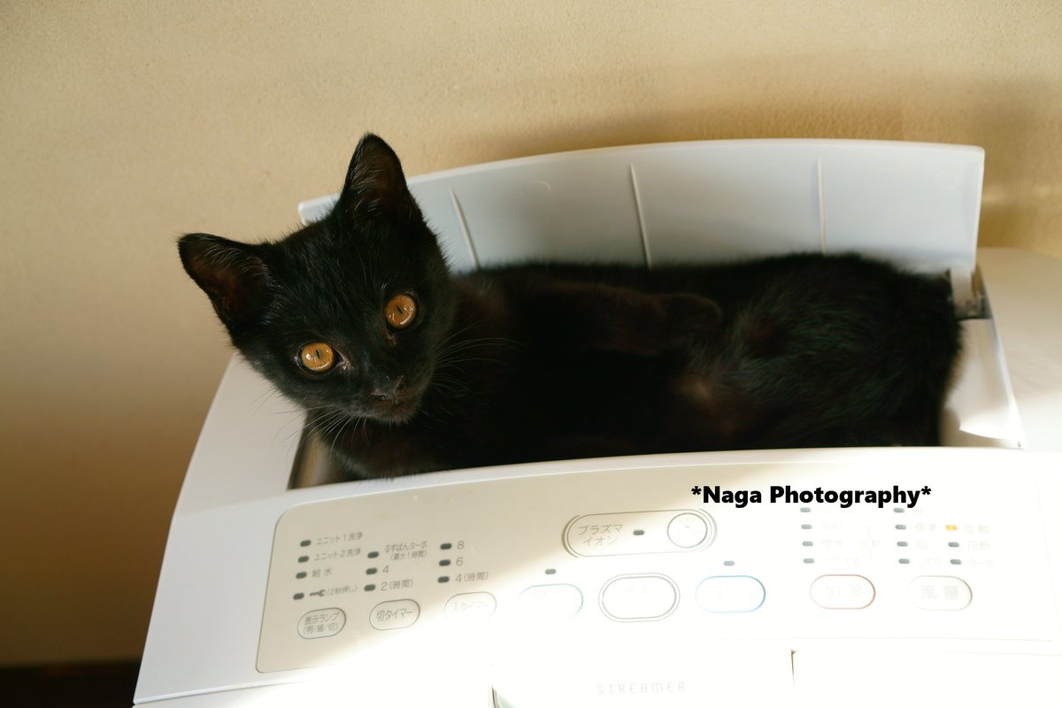 TrueDragonfly's tweet photo. #鎌倉ねこの間 卒業猫くろまめ
#このタグを見た黒猫飼いは自慢の黒猫写真を貼る #黒猫
#黒猫 #BlackCat #黒猫倶楽部 #黒猫同盟 #黒猫美少年 https://t.co/5HwMGYeKNm