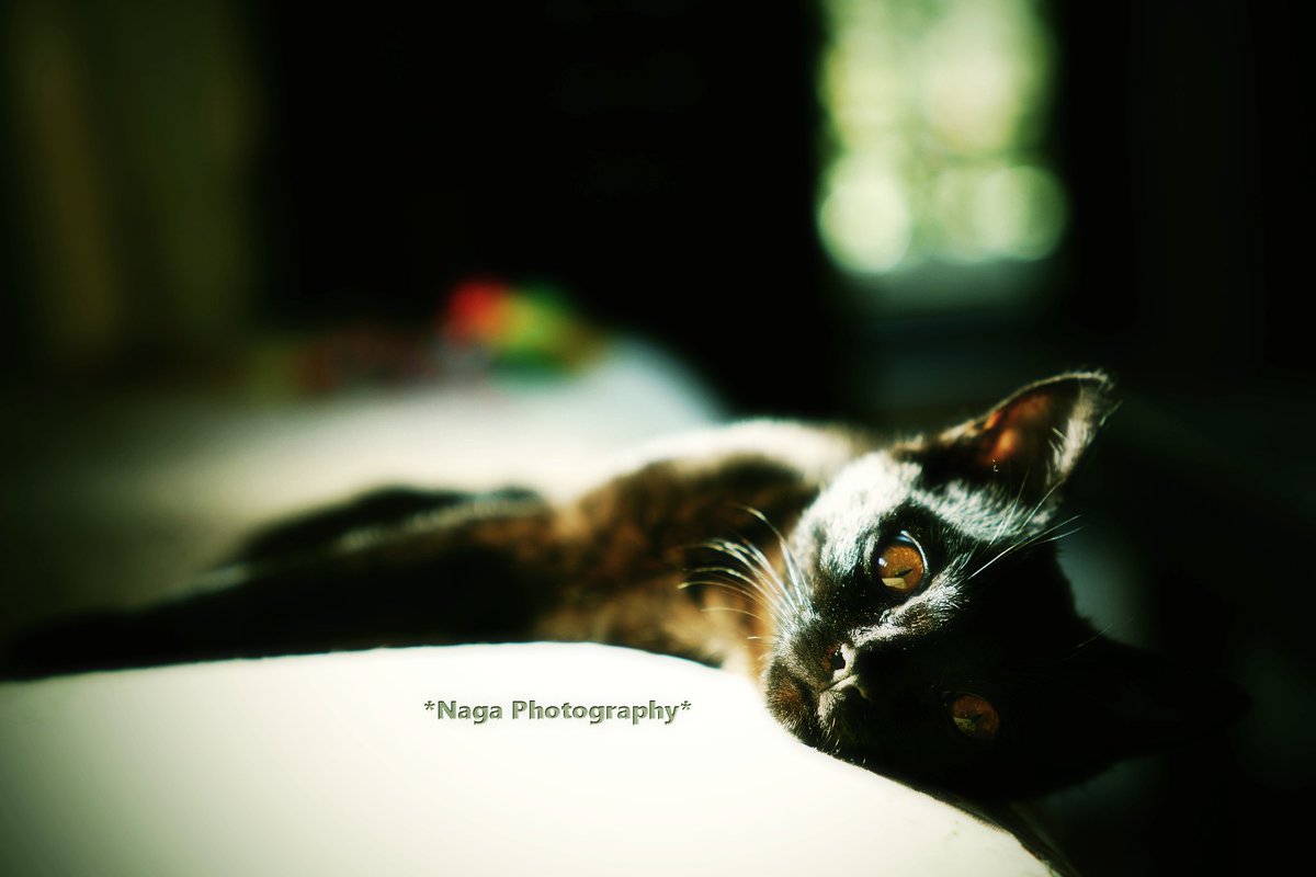 TrueDragonfly's tweet photo. #鎌倉ねこの間 卒業猫くろまめ
#このタグを見た黒猫飼いは自慢の黒猫写真を貼る #黒猫
#黒猫 #BlackCat #黒猫倶楽部 #黒猫同盟 #黒猫美少年 https://t.co/5HwMGYeKNm