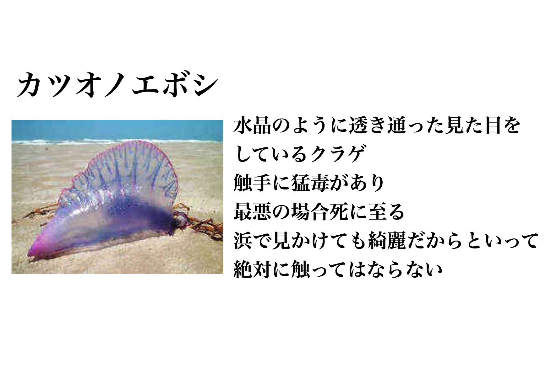 最後の笑っちゃったｗｗｗ身近に潜む危険な毒を持つ生物？？！