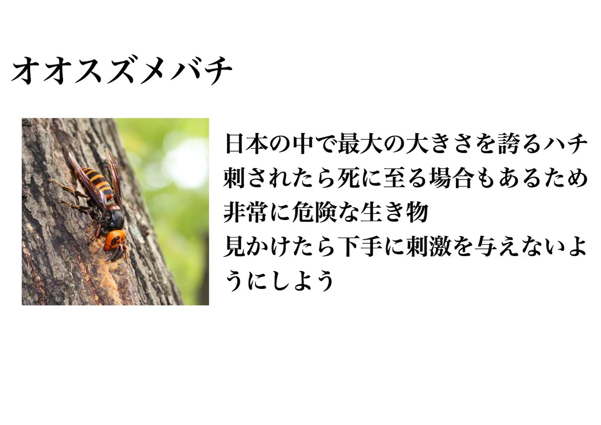 最後の笑っちゃったｗｗｗ身近に潜む危険な毒を持つ生物？？！