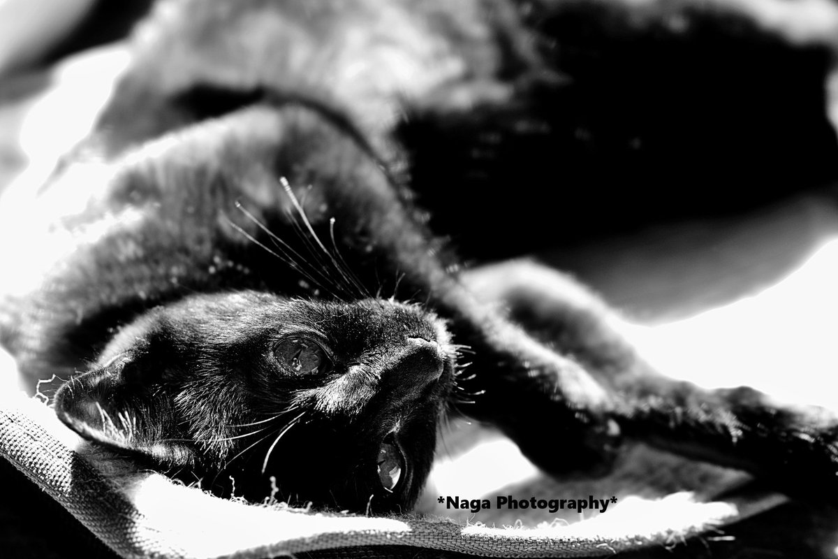 TrueDragonfly's tweet photo. #鎌倉ねこの間 卒業猫くろまめ
#このタグを見た黒猫飼いは自慢の黒猫写真を貼る #黒猫
#黒猫 #BlackCat #黒猫倶楽部 #黒猫同盟 #黒猫美少年 https://t.co/5HwMGYeKNm