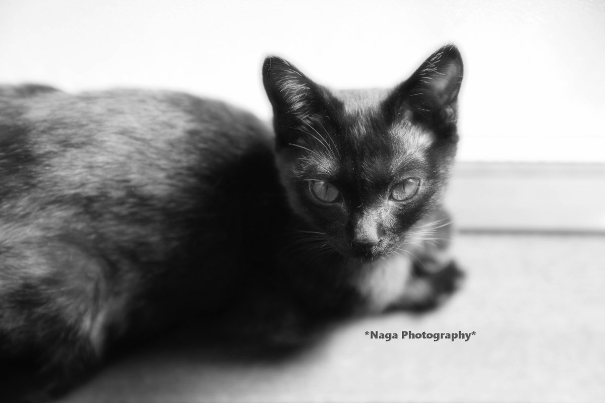 #鎌倉ねこの間 卒業猫くろまめ
#このタグを見た黒猫飼いは自慢の黒猫写真を貼る #黒猫
#黒猫 #BlackCat #黒猫倶楽部 #黒猫同盟 #黒猫美少年