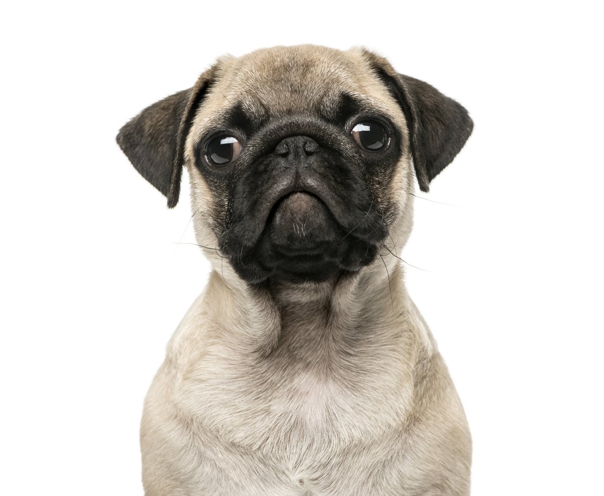 I like pugs