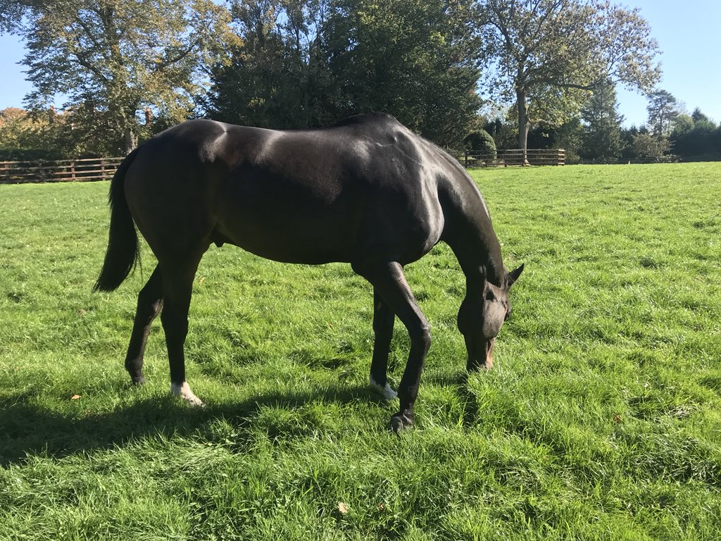 HannahBishop79's tweet photo. Love this time of year (other than for getting racehorses out racing) #shiny&well #lotsofgrass #happyhorses https://t.co/6doxxlAtw3