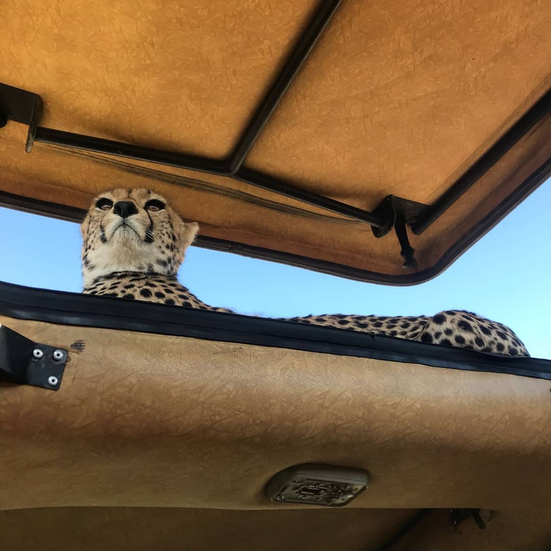 GregAdventures_'s tweet photo. Sometimes on a #safari the #wildlife comes really close as our clients found out in #Serengeti
#adventure #Tanzania #bigcats #cheetah #travelmore #lovetotravel #GoBeforeItsTooLate #CatsOfTwitter https://t.co/MsuRTcL73L