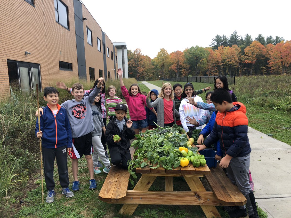 3, 2, 1 Chou frisé!! Look at the Grade 6 harvest!! #harvestinghope #learningoutside #OCDSB @GUOottawa