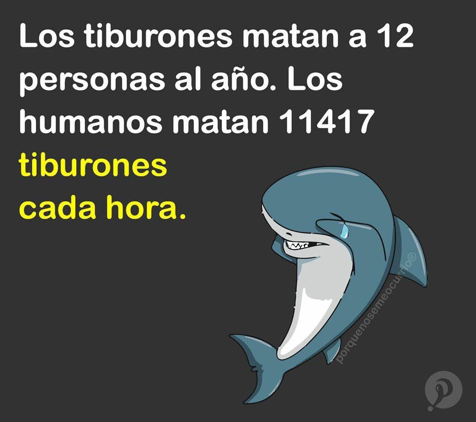 VIExtincion's tweet photo. #DesmitificandoTiburones 🦈 https://t.co/B5f1WWGHm7