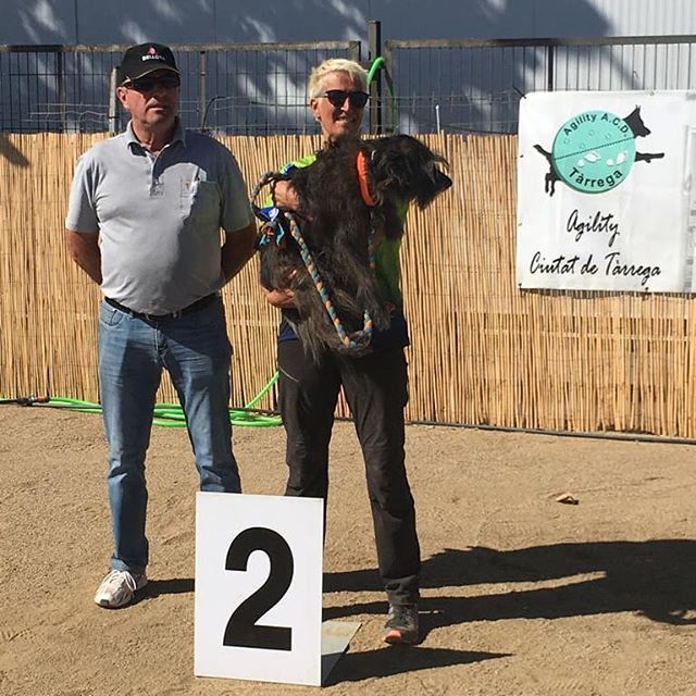 agilitybaix's tweet photo. #rsce #agilitymiramar #agilitytàrrega #podiumsdelbaix Enhorabuena a Vitta&amp;Antje por su primer pódium con El Baix  en su debut con la camiseta verde, quedando en 2a posición en G3 midi este finde pasado! Eso se llama empezar con buen pie! 👏👏💚 #agility… https://t.co/7EmDfab1cp https://t.co/kIgDKKSji5