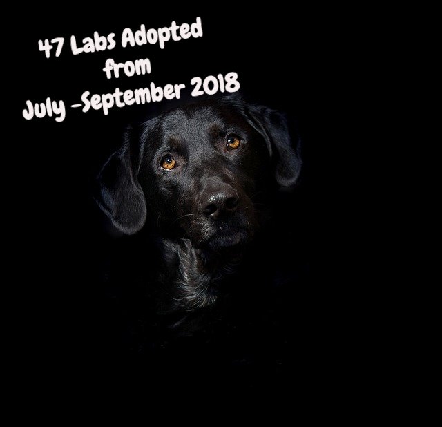 🐾 Thank you to everyone who fostered, adopted, shared our dog's stories on social media so they could find their furever home! We're so happy to have you in our family!

#NELRsaveslives #NELRfosterfam #Adoptdontshop