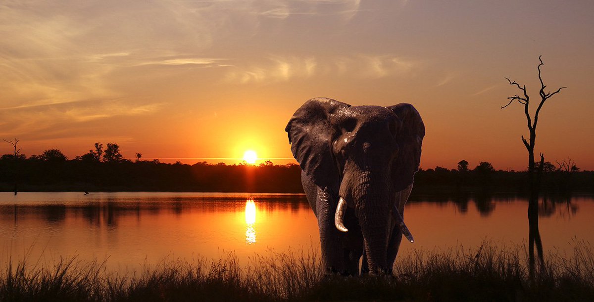 BestVisitSA's tweet photo. This beautiful part is situated in the place of the rising sun #Mpumalangaprovince. Enjoy the Sunset drives, Night Drives, Morning drives with experienced guides by your side to ensure your safety. Celebrate Nature and wild life. #ExploreKNP #BIGFIVE #SATourism #ENG2604 https://t.co/nEOg8Pr5mt