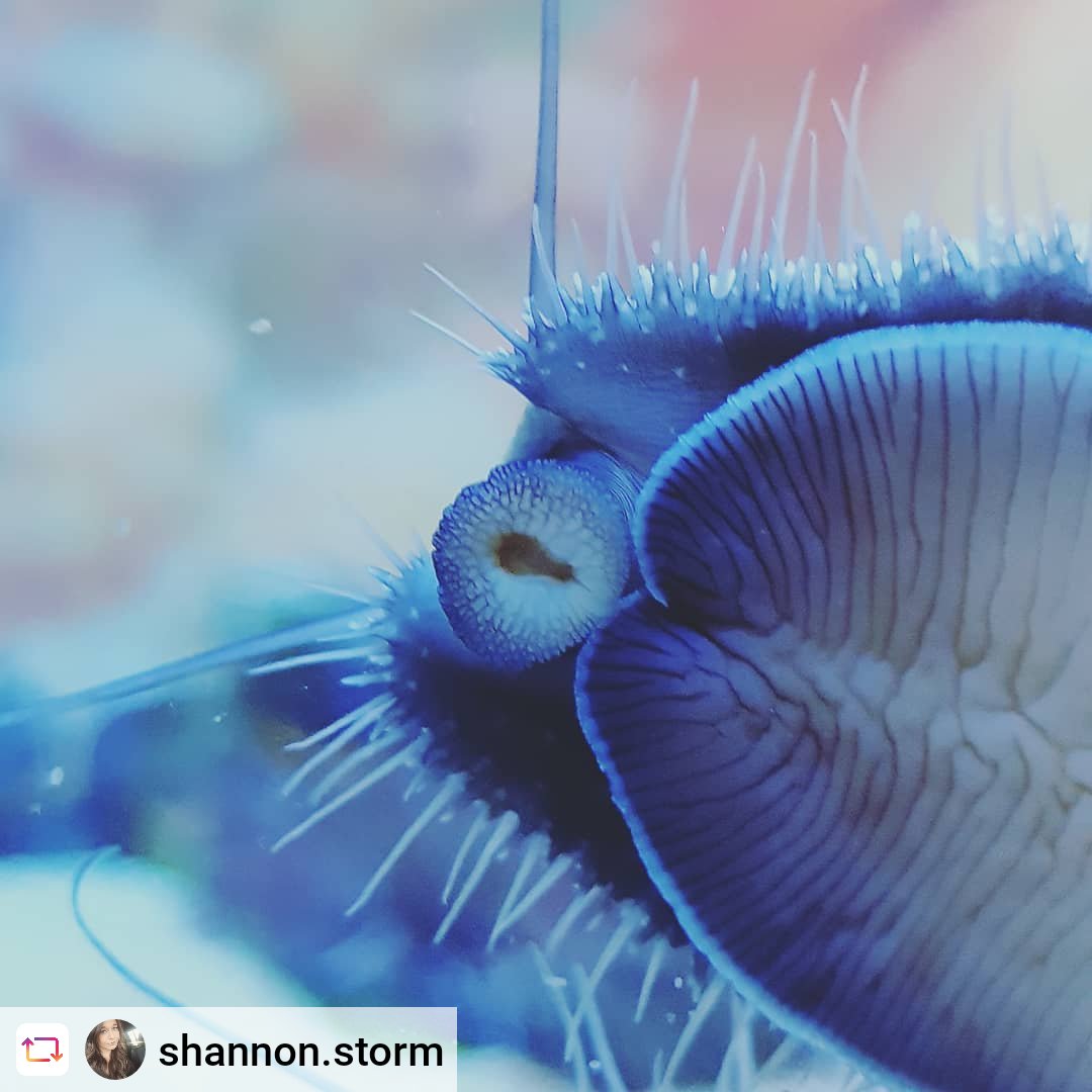 2OceansAquarium's tweet photo. The homes of these #SouthAfrican 🇿🇦 treasures are under threat - get to know them and find out what you can do to protect them: https://t.co/tEB03OumzV #seahorse #kob #perlemoen https://t.co/wZ2eUJ8swt