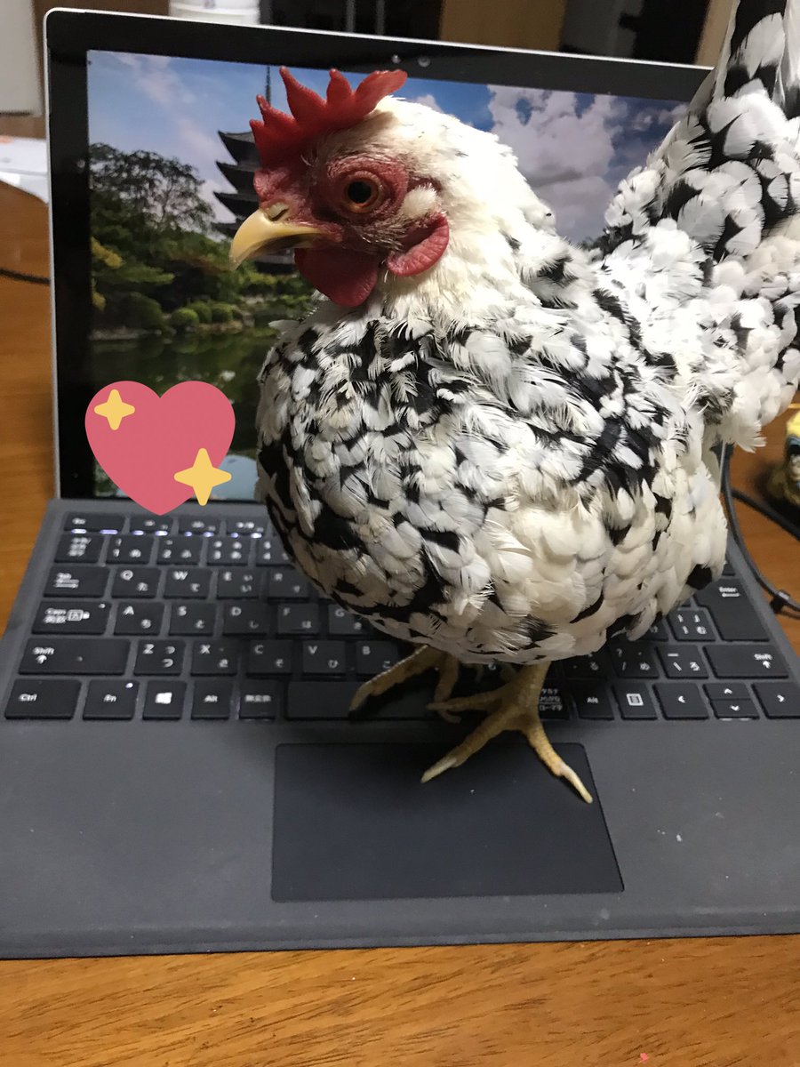 仕事の手伝いしてるみたい🤩🤩